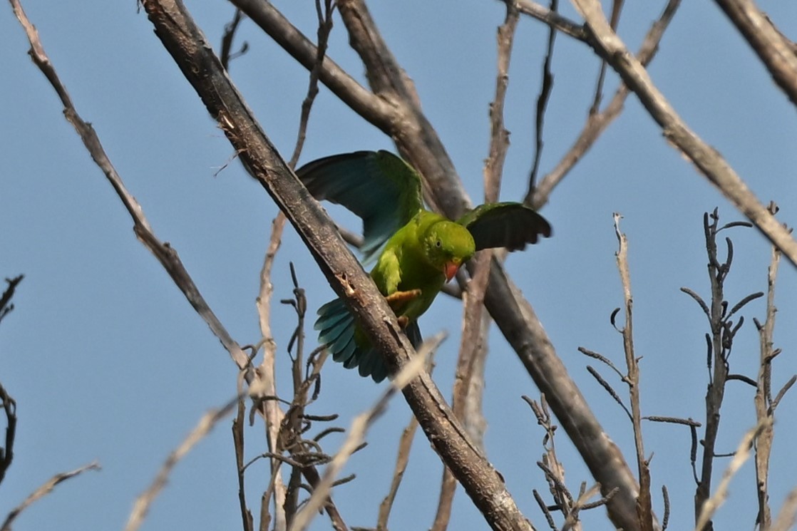 Vernal Hanging-Parrot - Nattagornb Poonmukdhamne