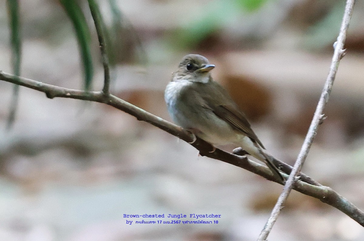 Brown-chested Jungle Flycatcher - Argrit Boonsanguan