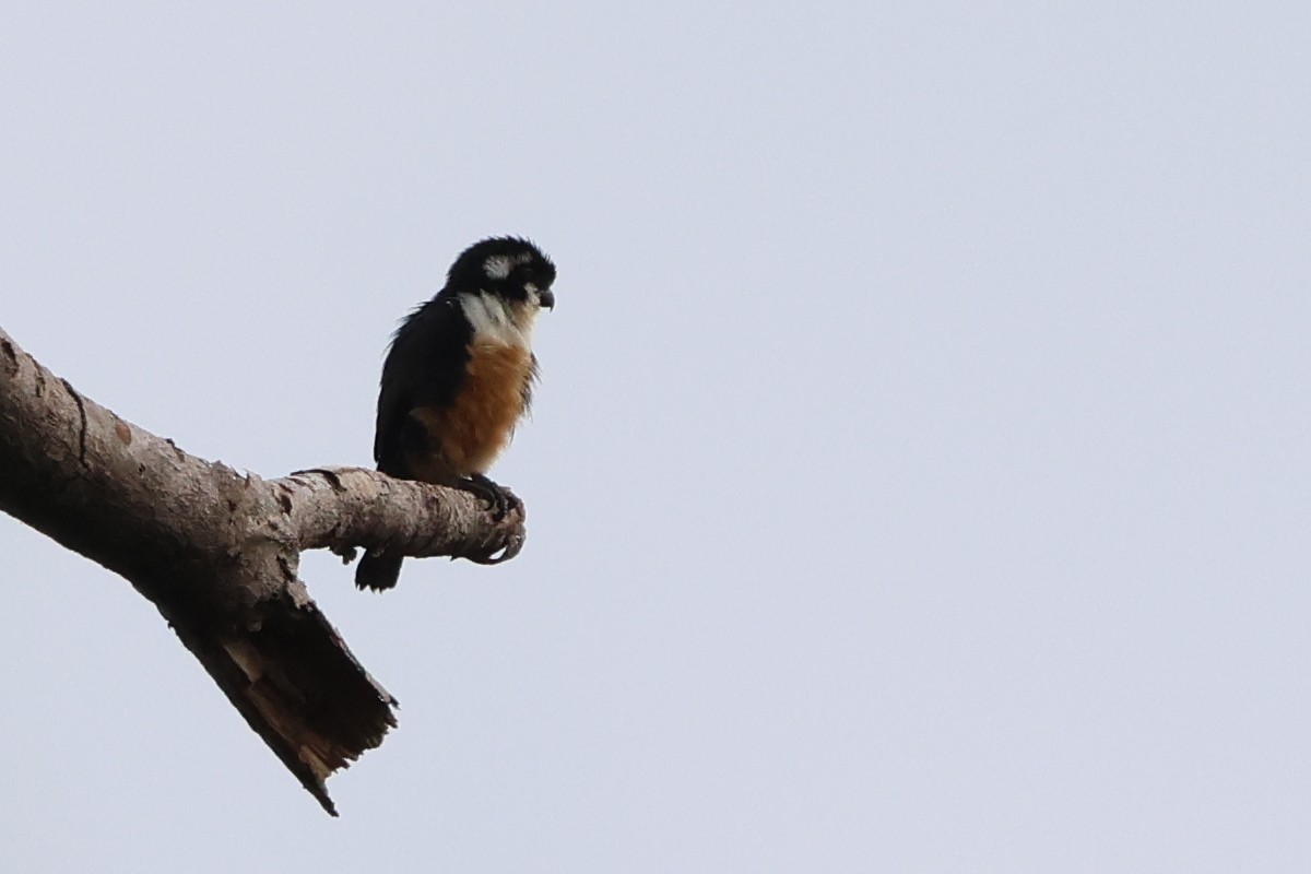 Black-thighed Falconet - Argrit Boonsanguan