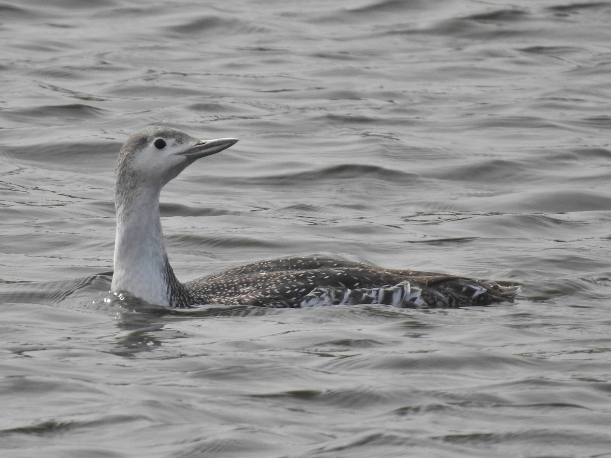 Red-throated Loon - ML617555815