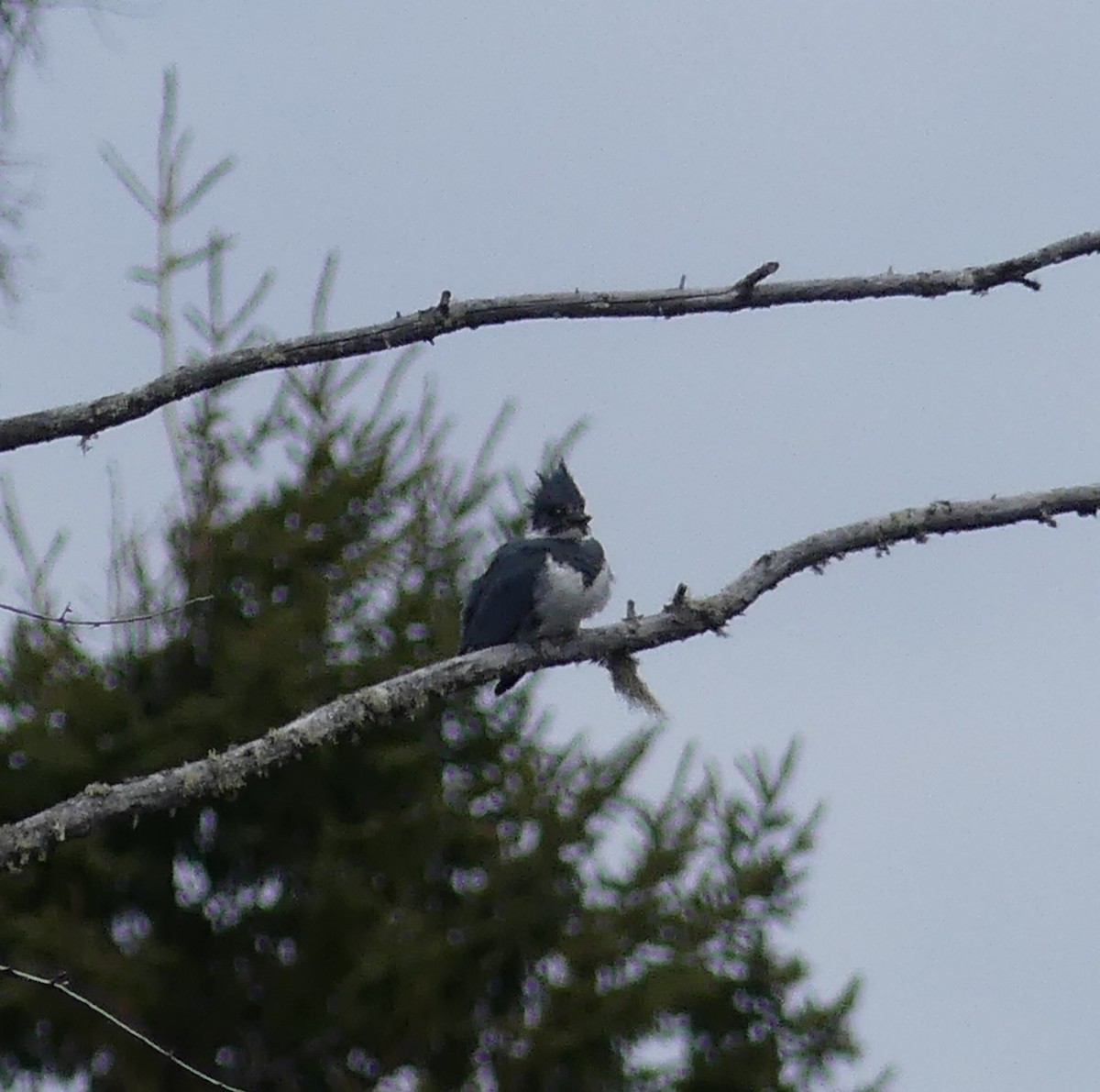 Belted Kingfisher - ML617555886