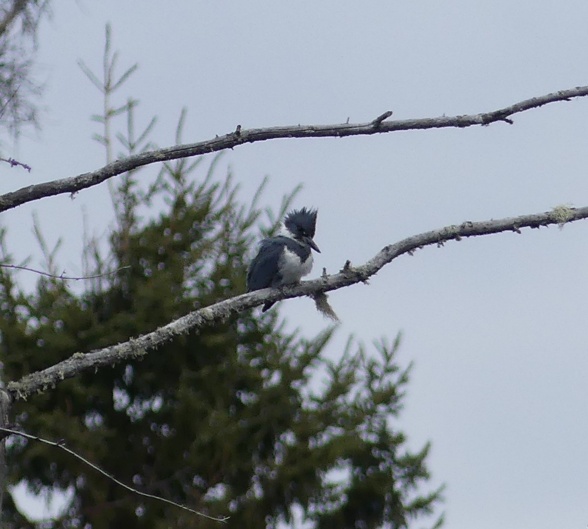 Belted Kingfisher - ML617555887
