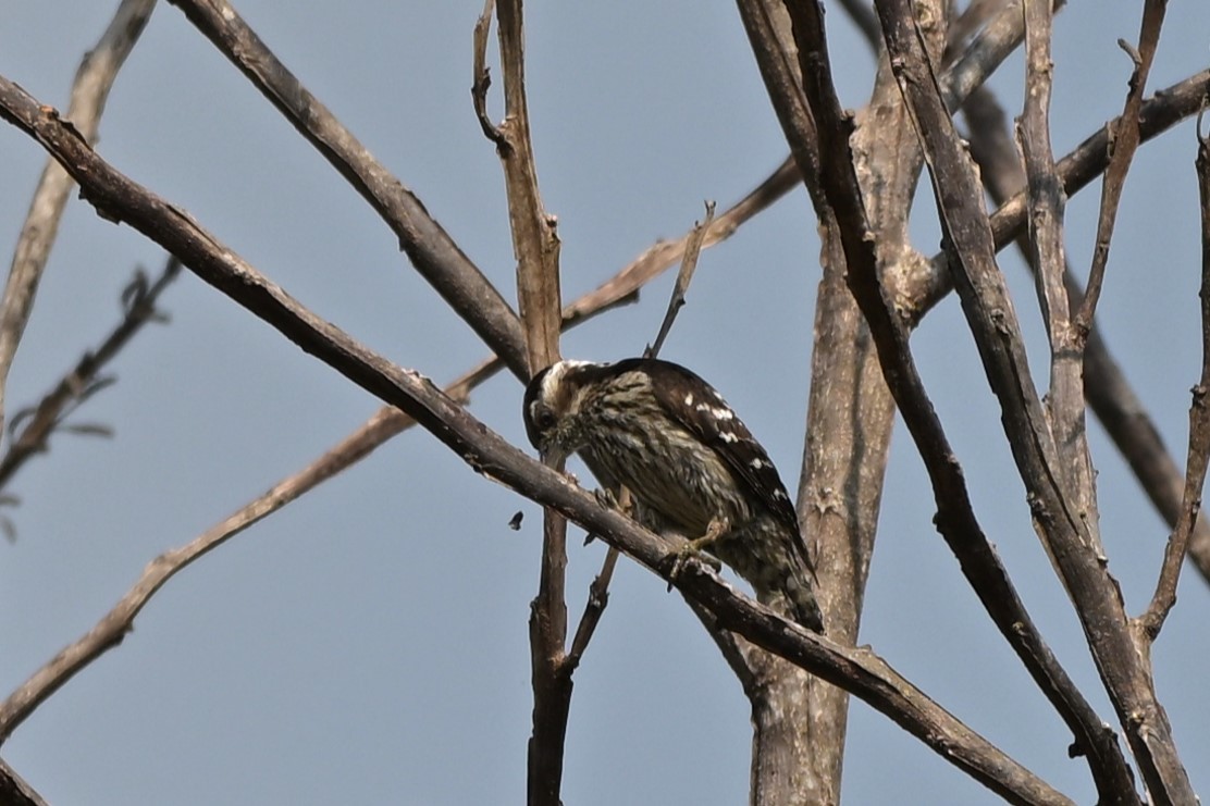 Gray-capped Pygmy Woodpecker - ML617555889