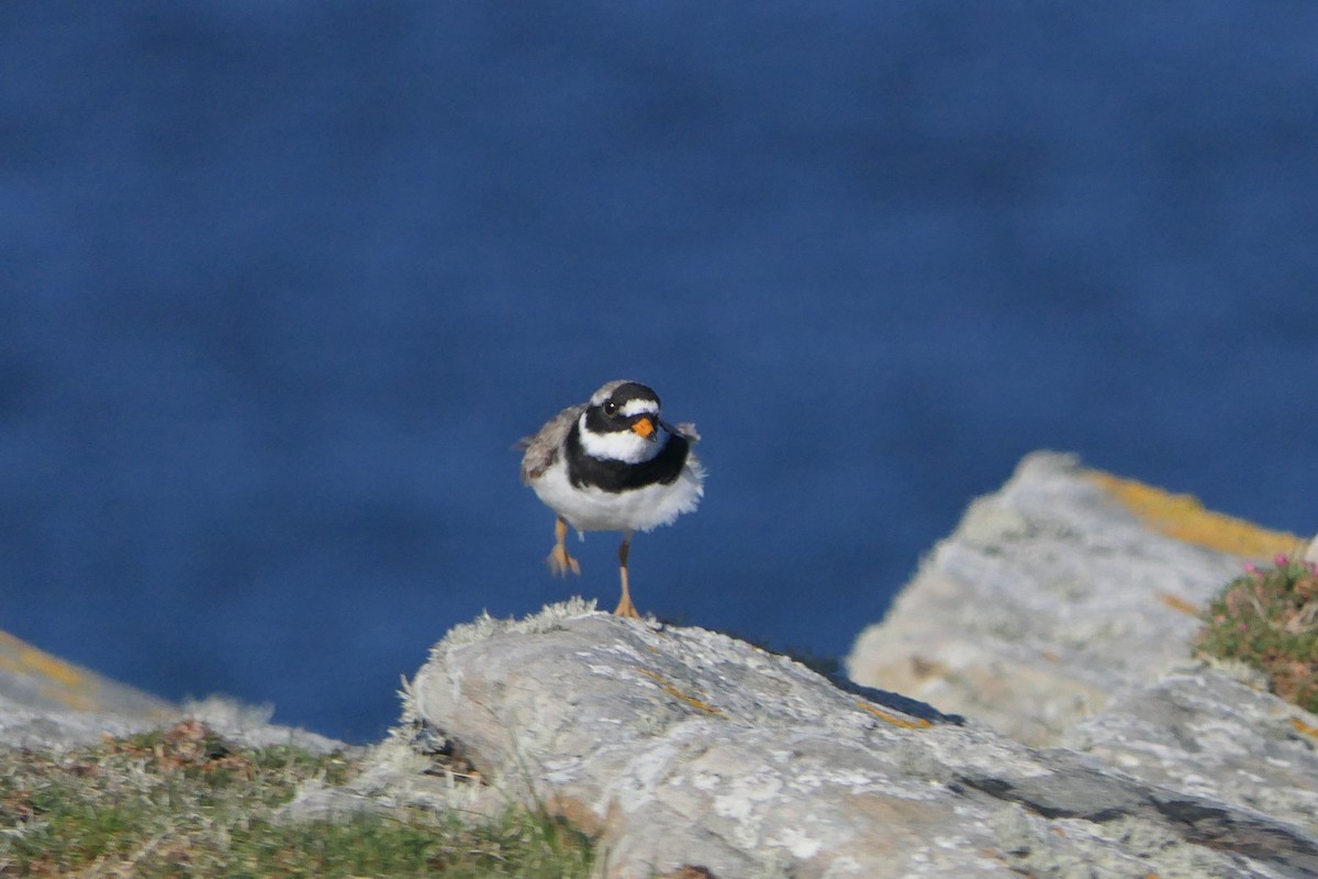 Common Ringed Plover - ML617555894