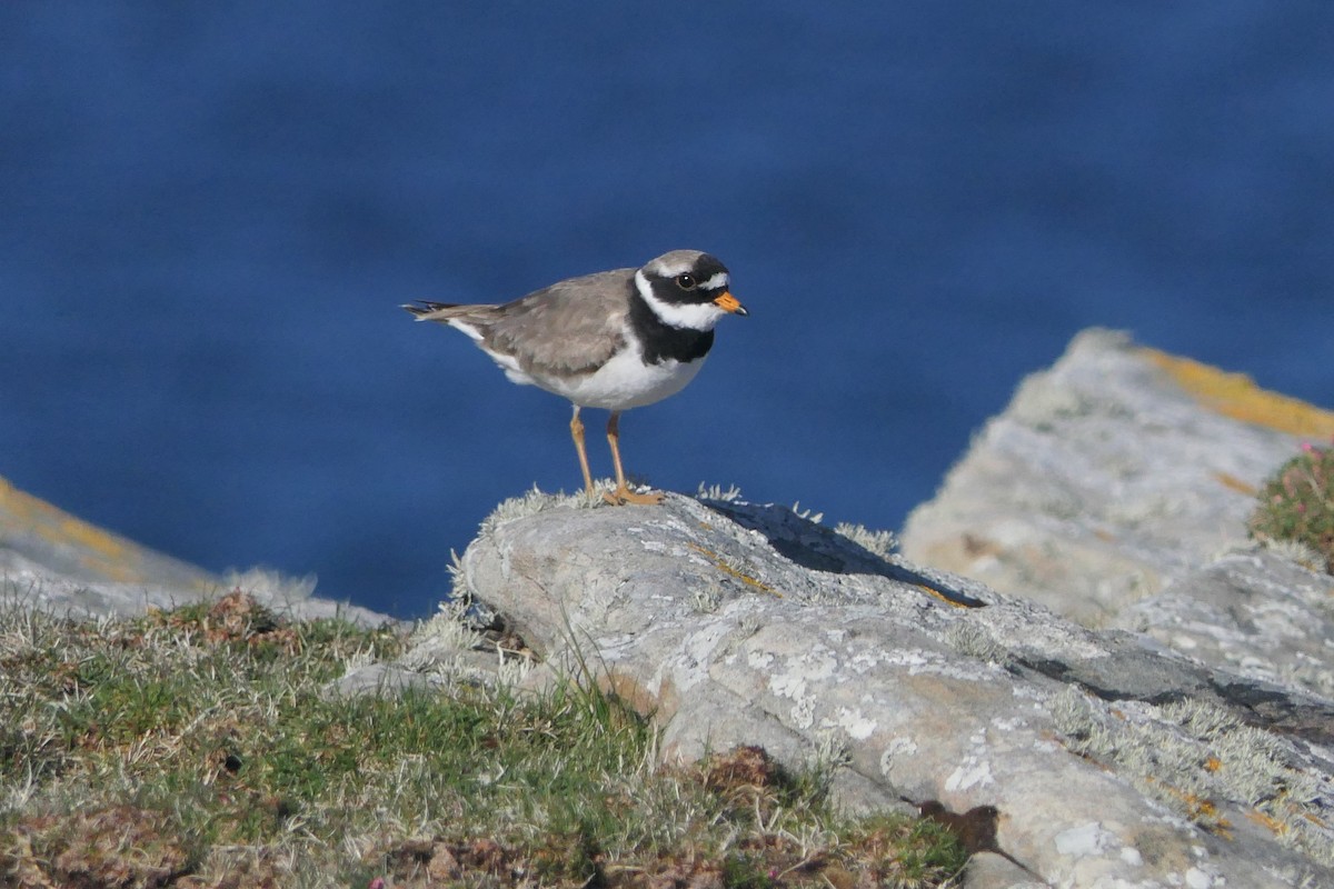 Common Ringed Plover - ML617555895