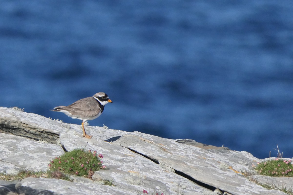 Common Ringed Plover - ML617555896