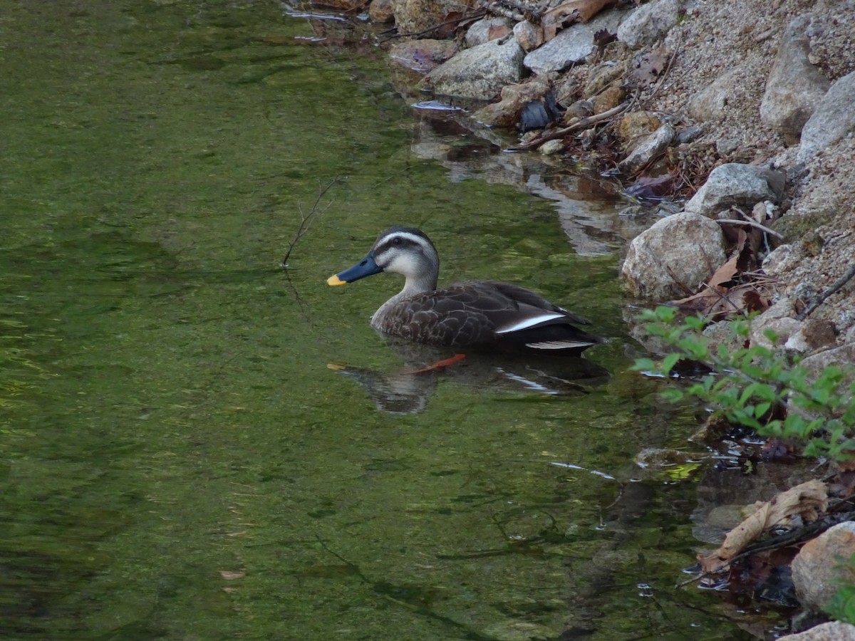 Eastern Spot-billed Duck - ML617555921