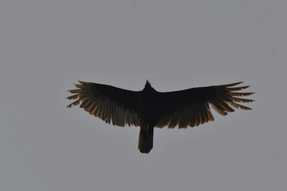 Turkey Vulture - ML617555959
