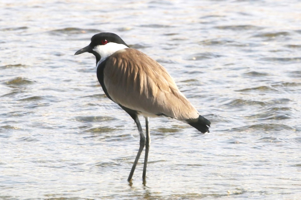 Spur-winged Lapwing - ML617555964