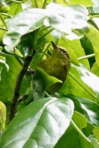 Mountain Leaf Warbler - Brecht Caers