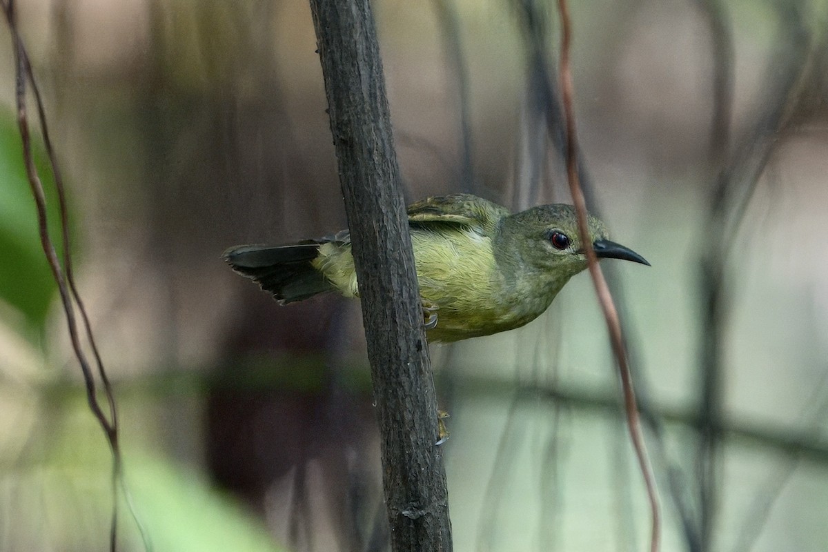 Brown-throated Sunbird - John Russell