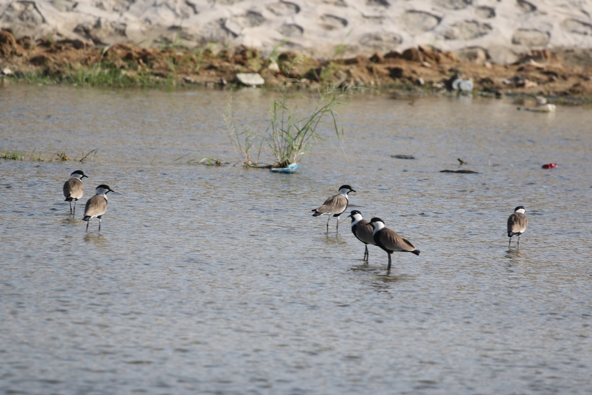 Spur-winged Lapwing - ML617555986