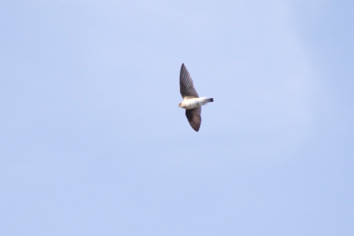 Northern Rough-winged Swallow - Loyan Beausoleil