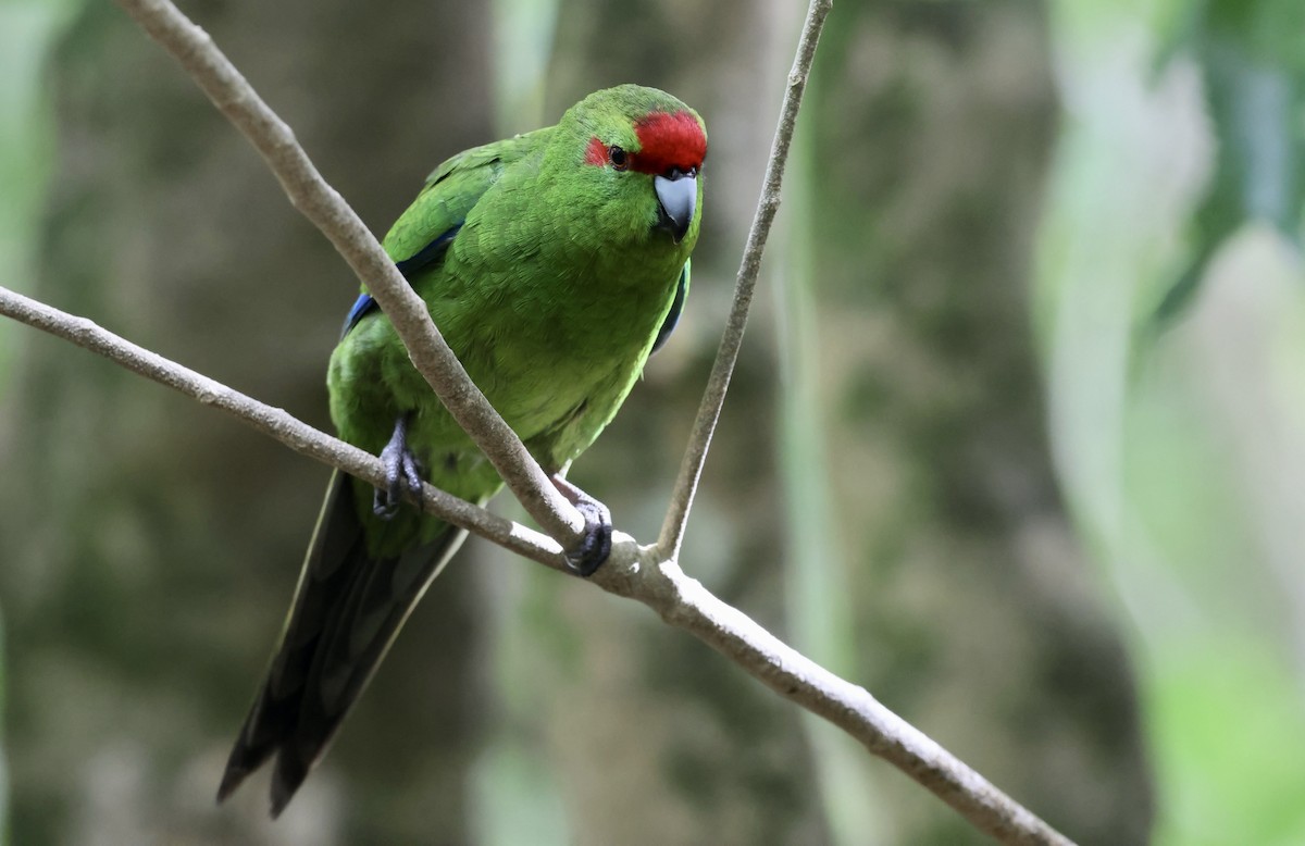 Red-crowned Parakeet - Gerry Mielke