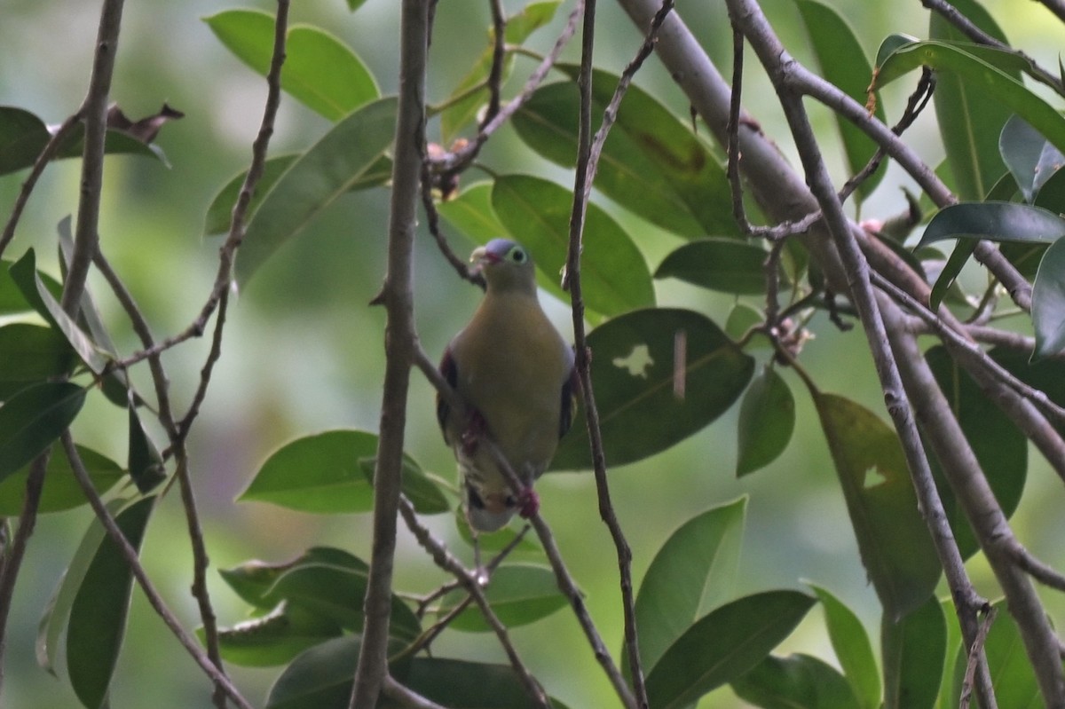 Крючкоклювый зелёный голубь (curvirostra) - ML617556001