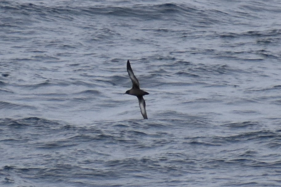 Sooty Shearwater - JD Paes