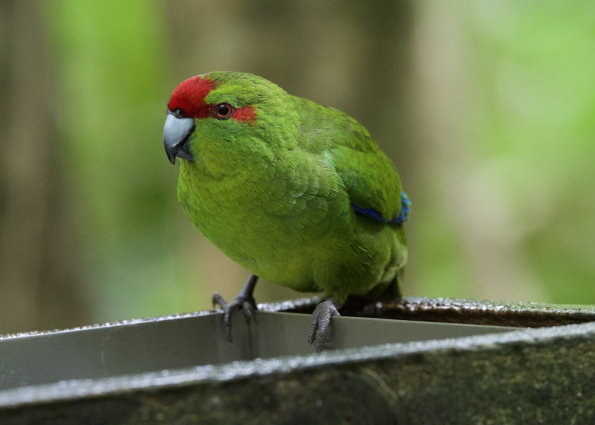 Red-crowned Parakeet - Gerry Mielke