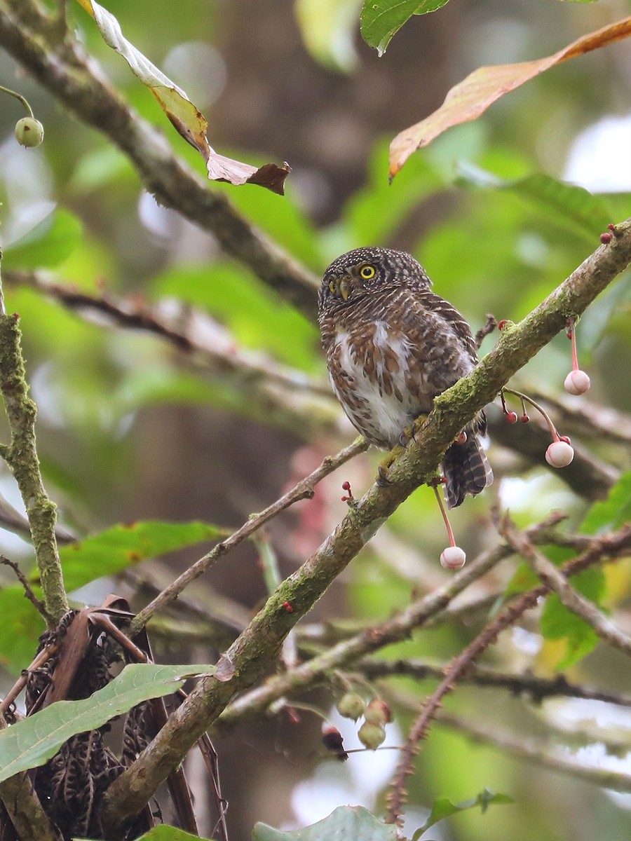 Collared Owlet - ML617556047