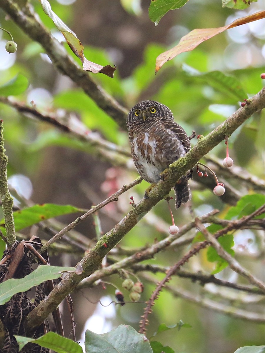 Collared Owlet - ML617556050