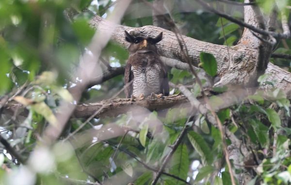 Barred Eagle-Owl - Argrit Boonsanguan