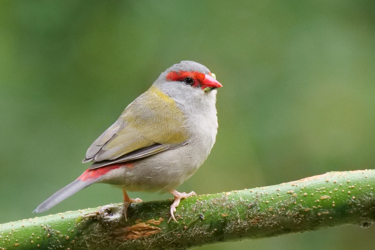 Red-browed Firetail - ML617556133