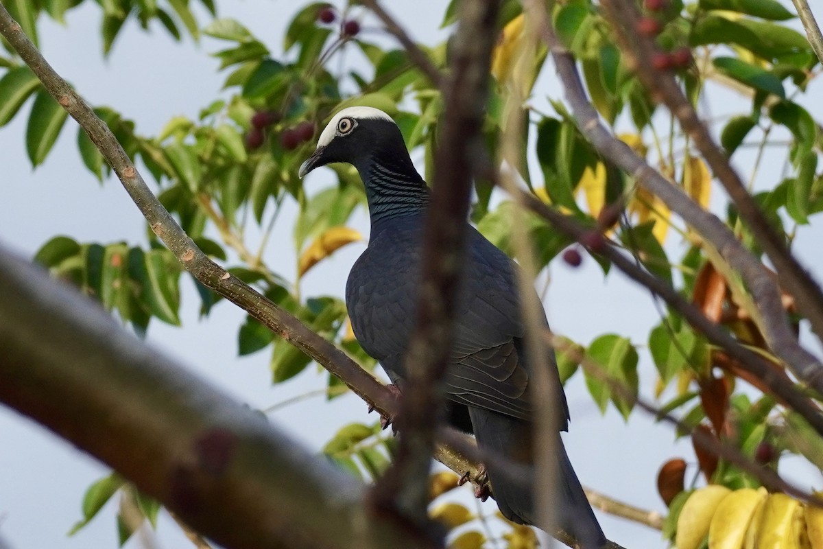 White-crowned Pigeon - ML617556140