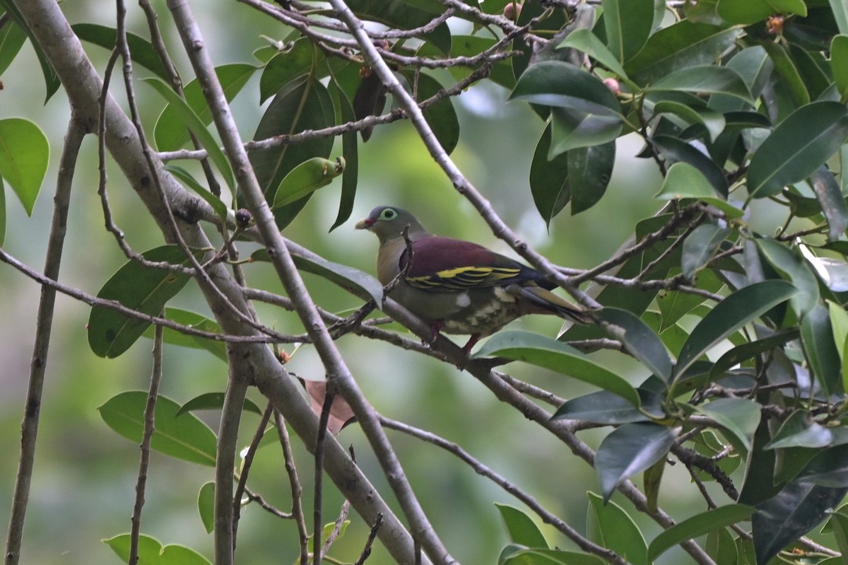 Thick-billed Green-Pigeon (Thick-billed) - ML617556144