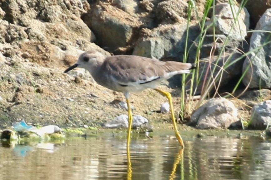 White-tailed Lapwing - Clyde Blum