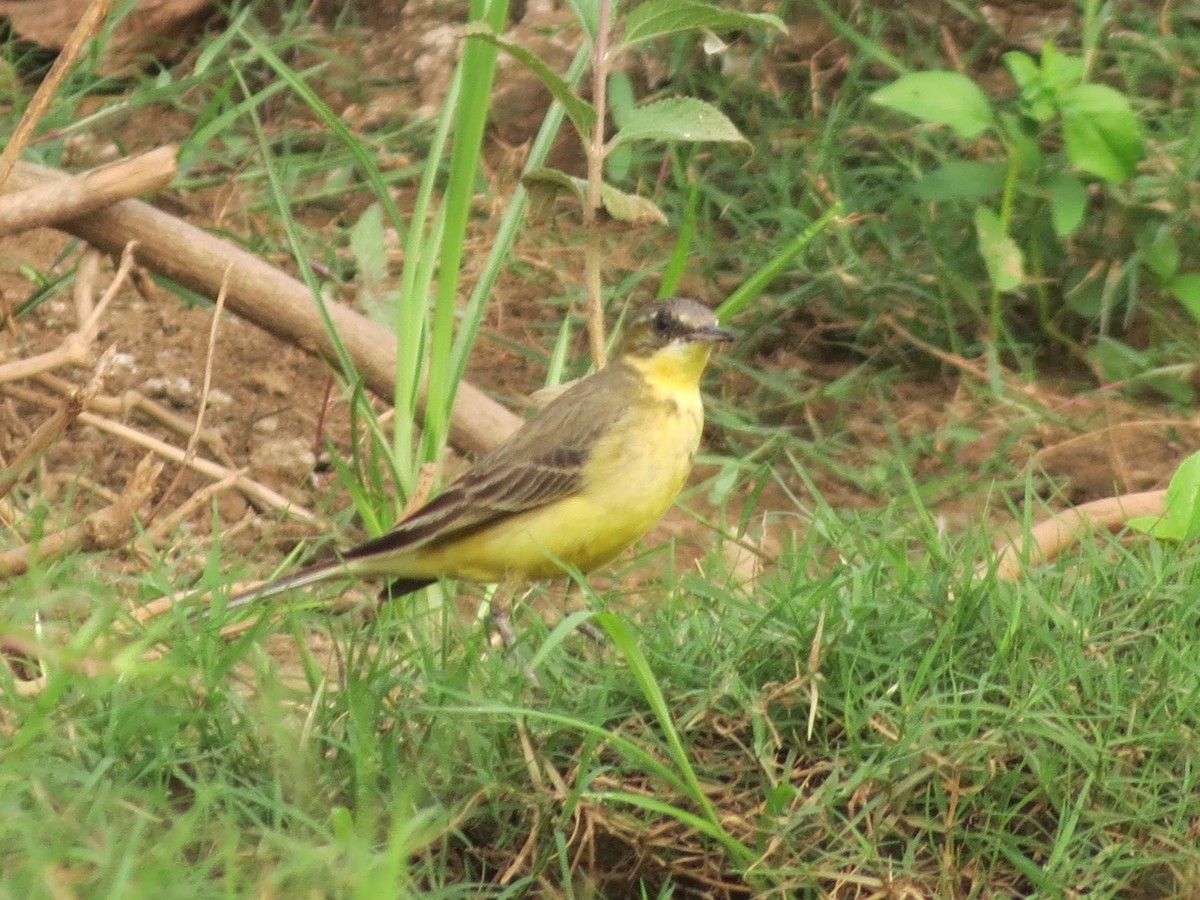 Western Yellow Wagtail - Sathyanarayana Srinivasan