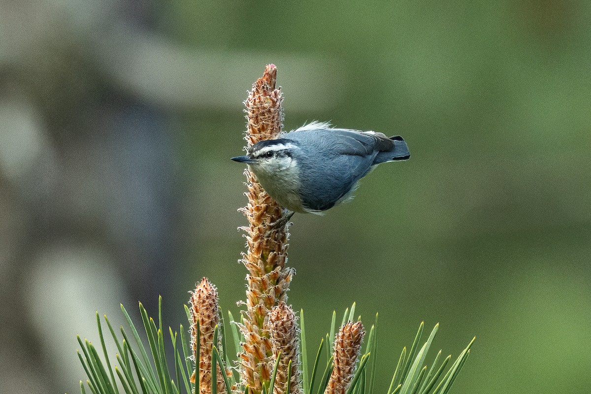 Corsican Nuthatch - ML617556370