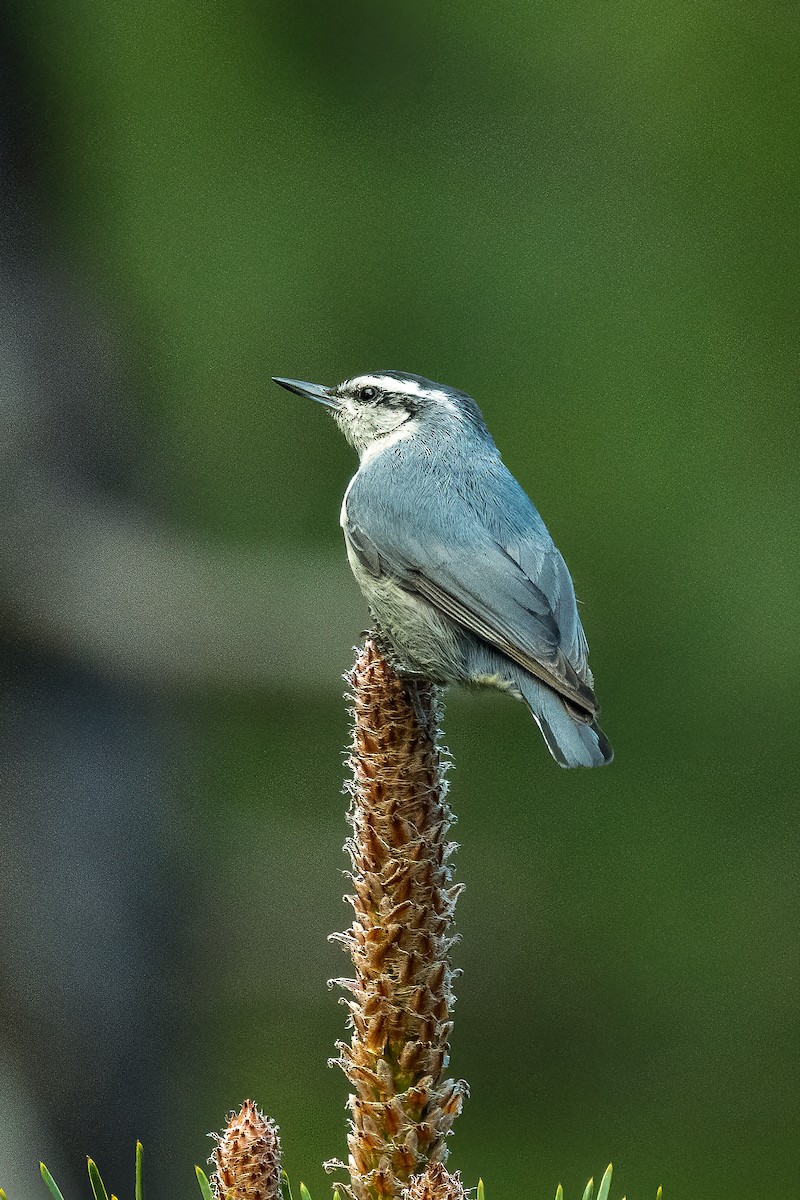 Corsican Nuthatch - ML617556371