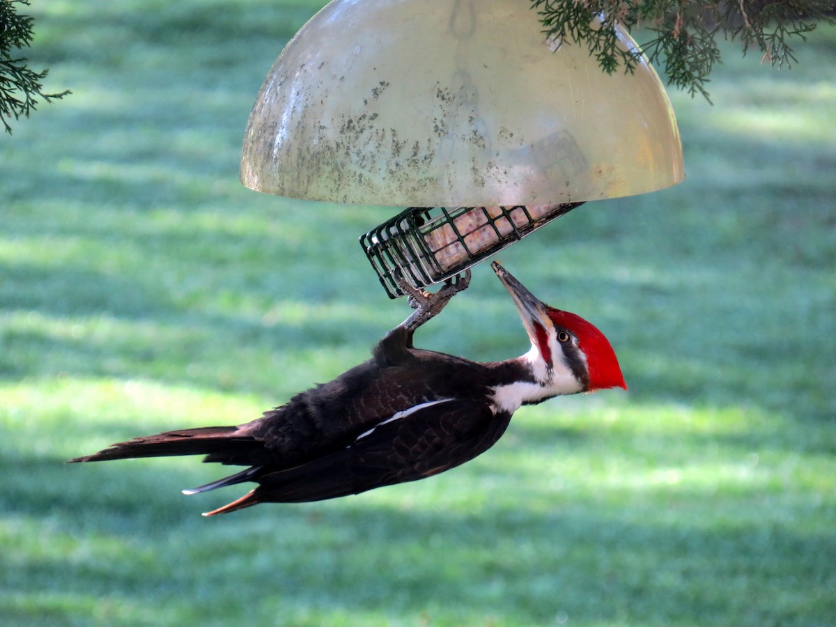 Pileated Woodpecker - ML617556451