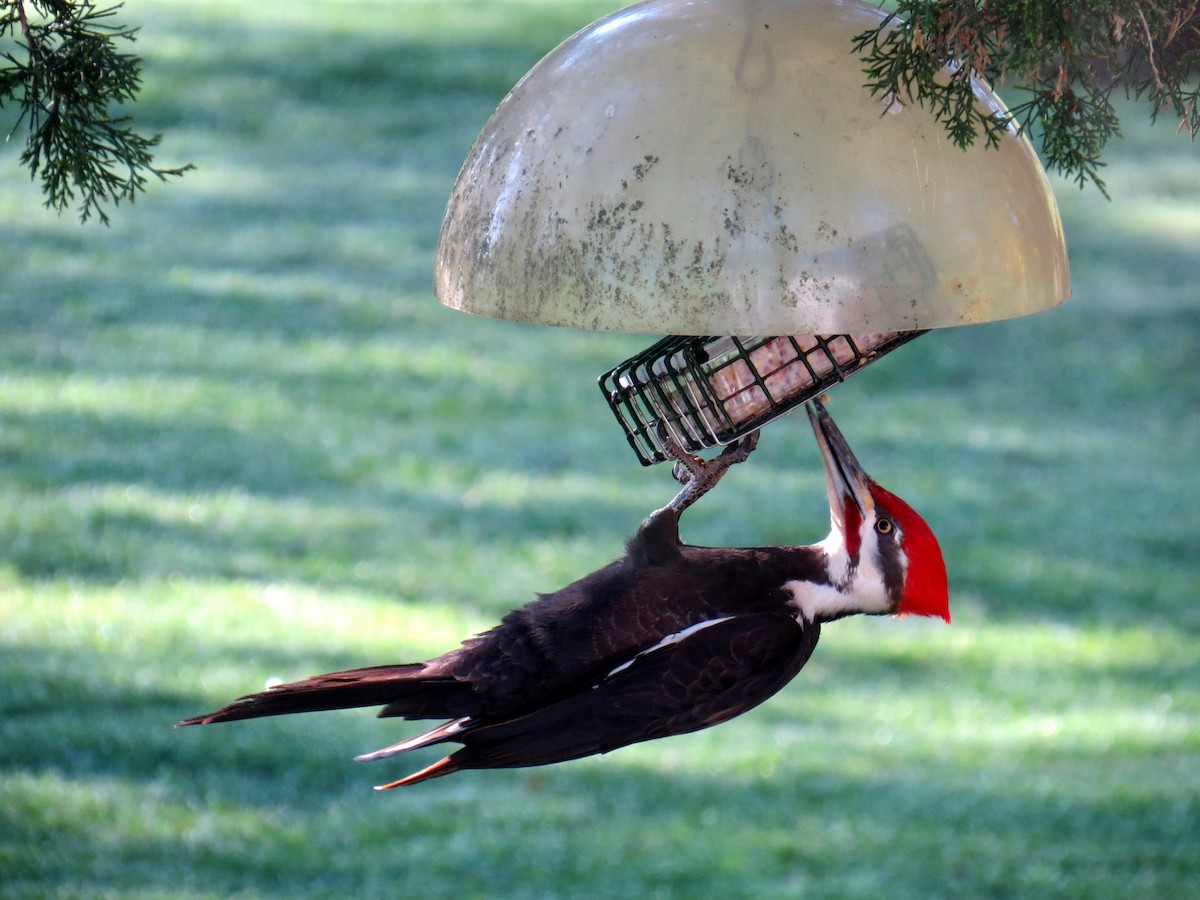 Pileated Woodpecker - ML617556452