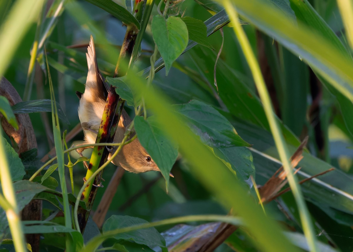 Blyth's Reed Warbler - Ayuwat Jearwattanakanok