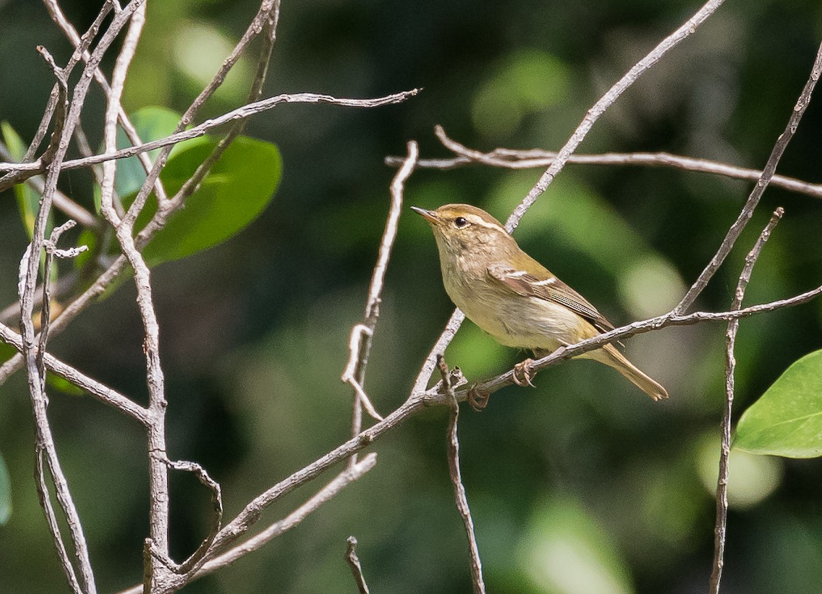Yellow-browed Warbler - John le Rond
