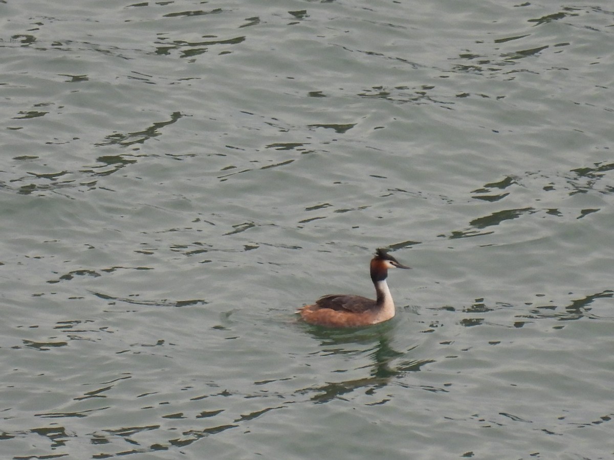 Great Crested Grebe - ML617556529