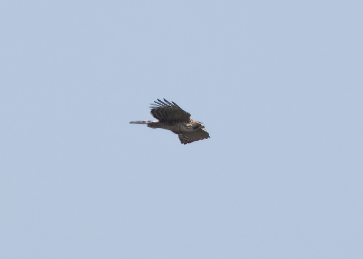 Mountain Hawk-Eagle (nipalensis) - Ayuwat Jearwattanakanok