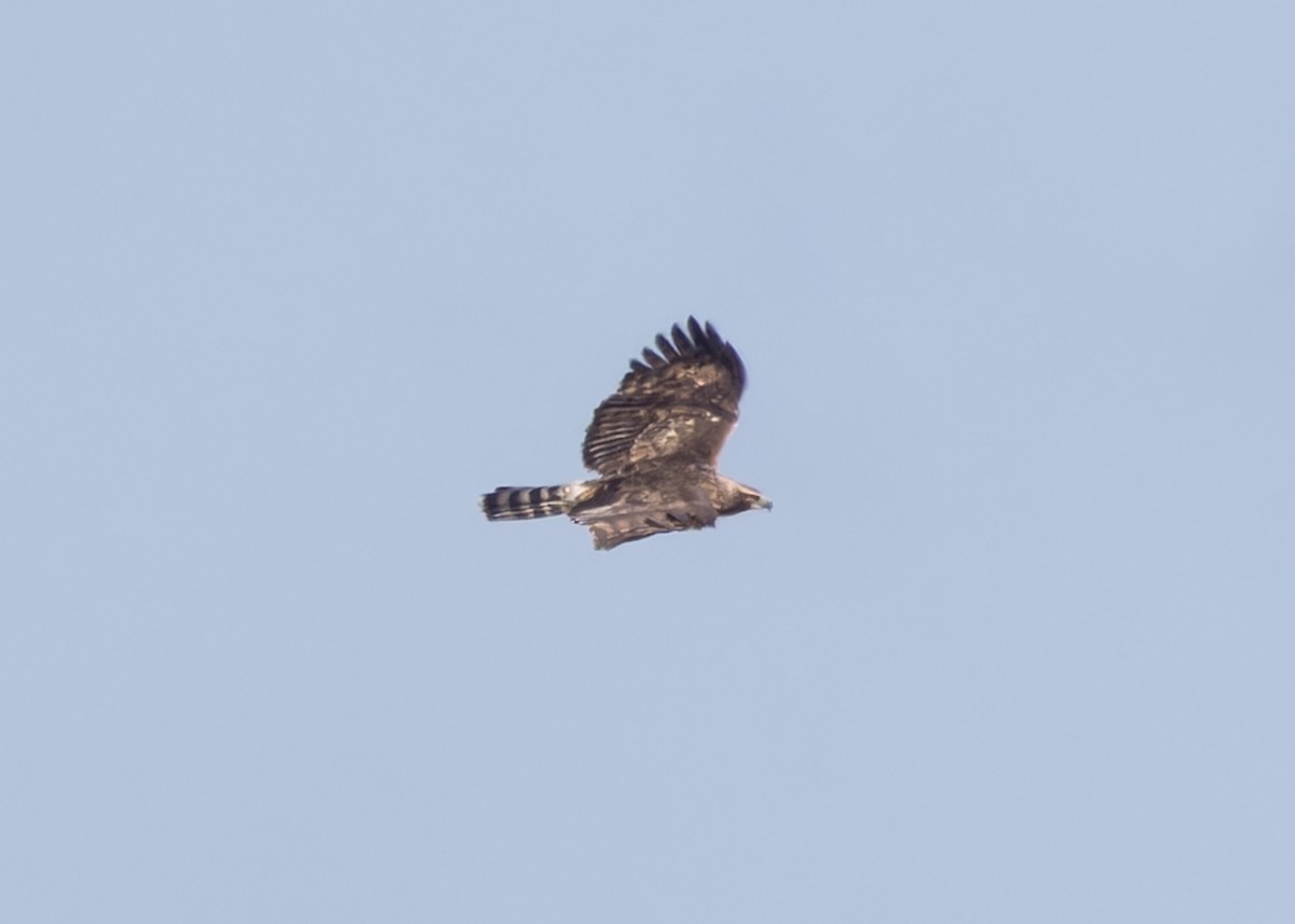 Mountain Hawk-Eagle (nipalensis) - Ayuwat Jearwattanakanok