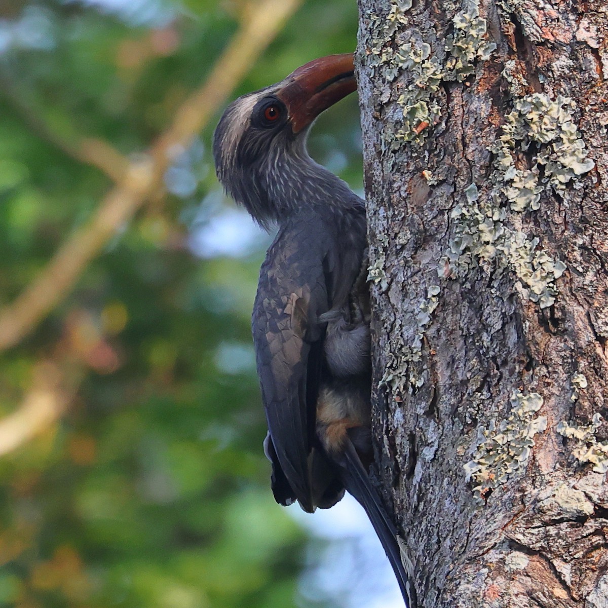Malabar Gray Hornbill - Kakul Paul