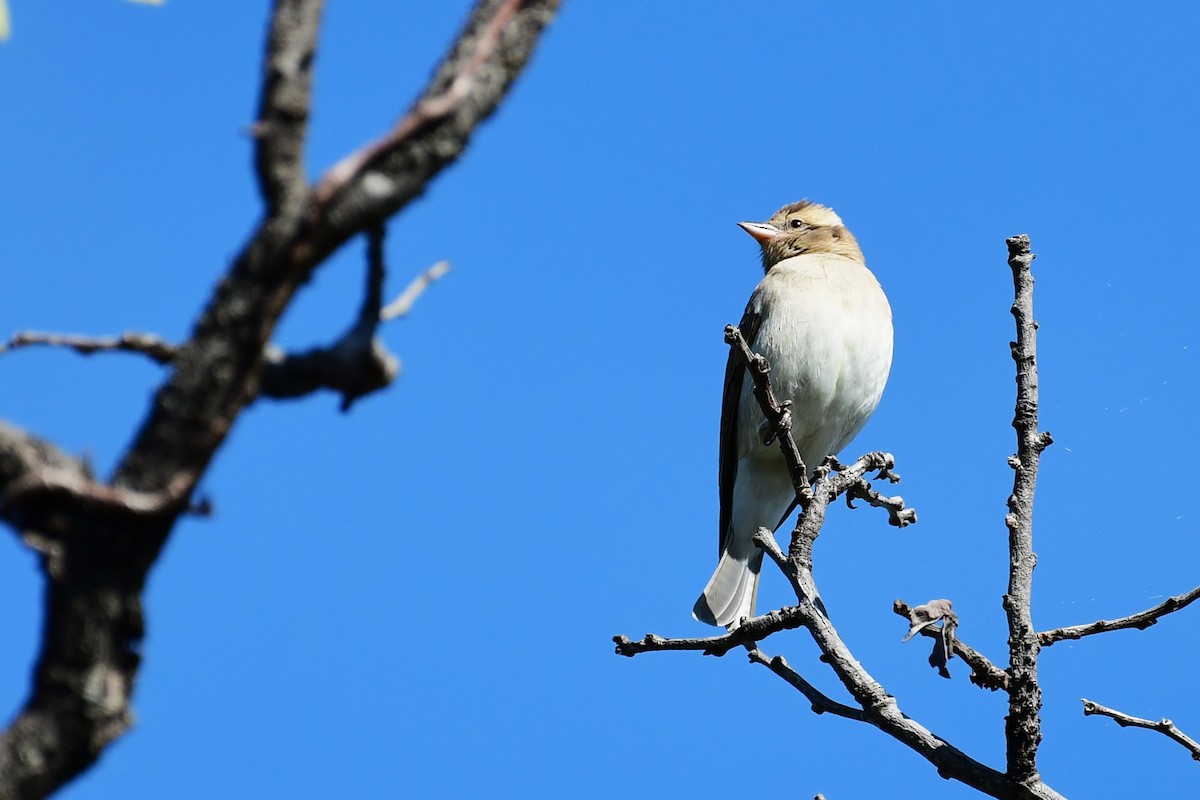 Yellow-throated Bush Sparrow - Ian Brown