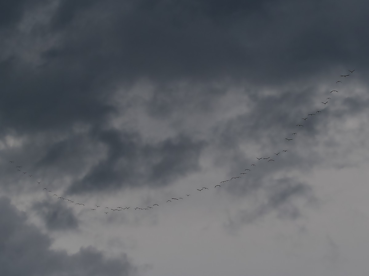 ibis slámokrký - ML617556605