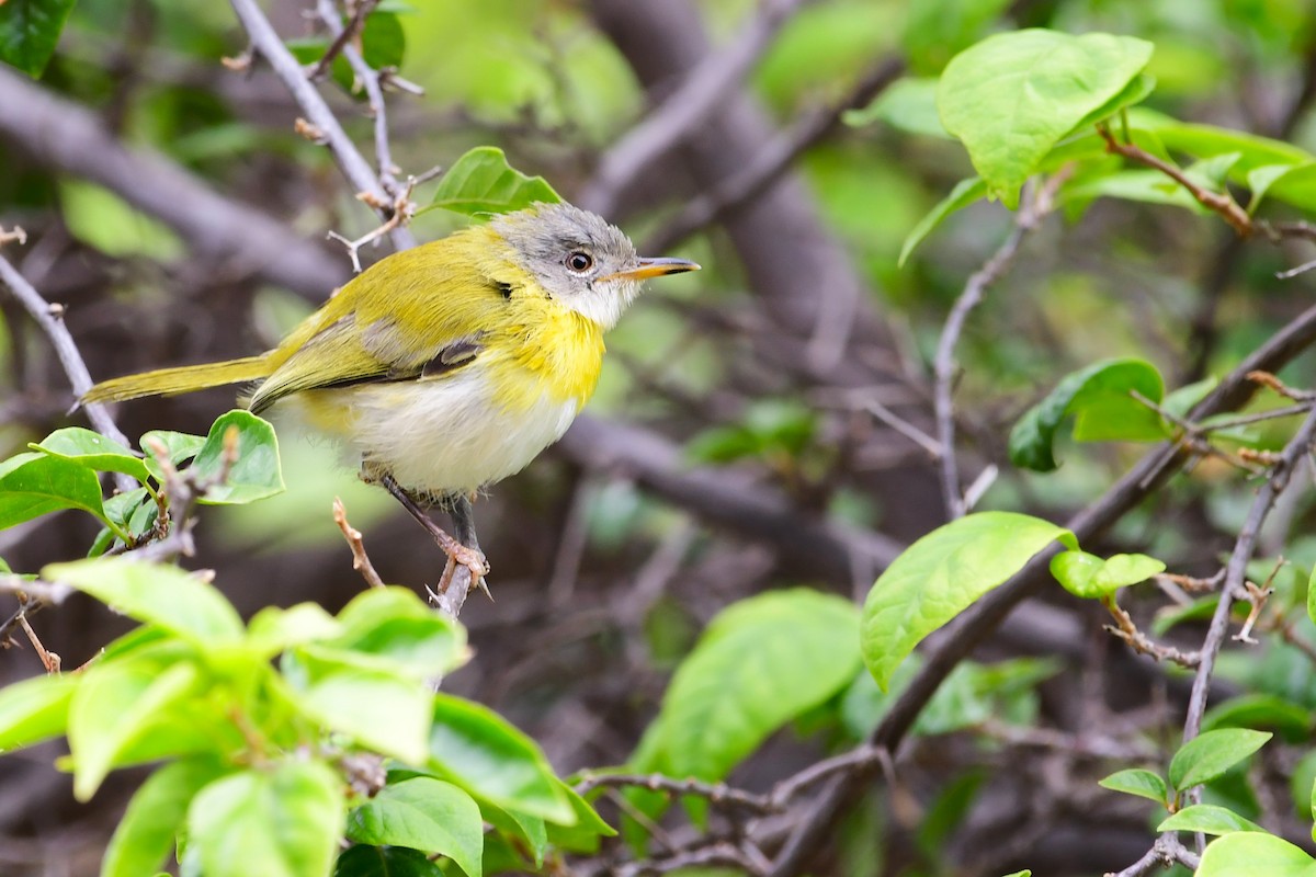 Yellow-breasted Apalis - ML617556613