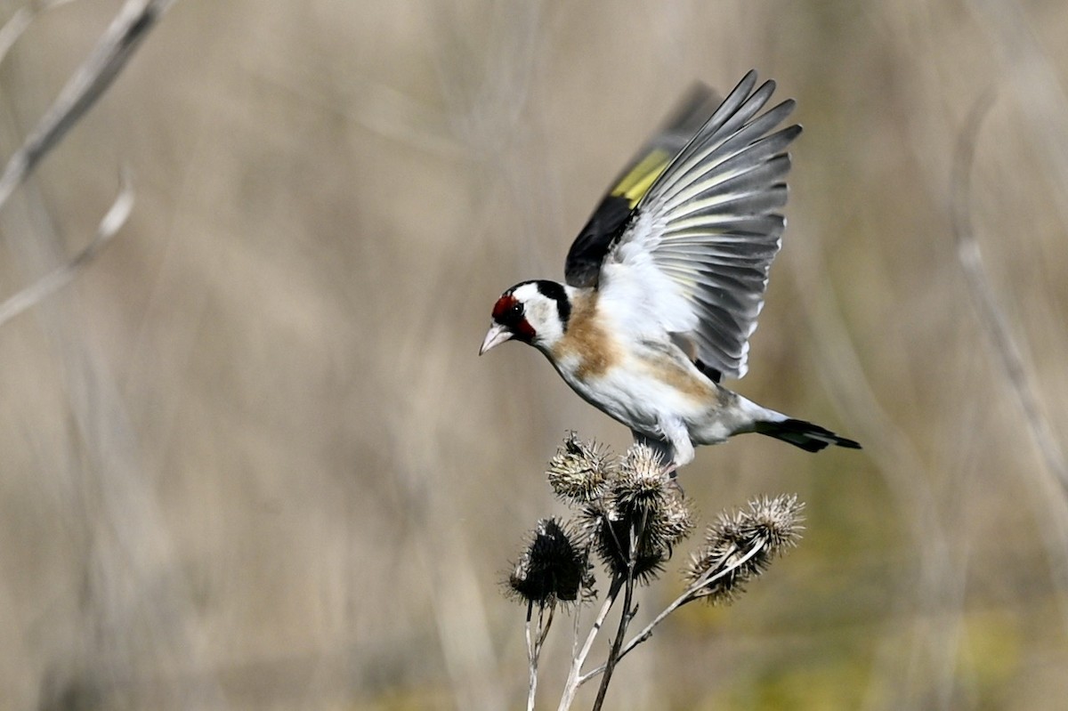 European Goldfinch - julie desrosiers