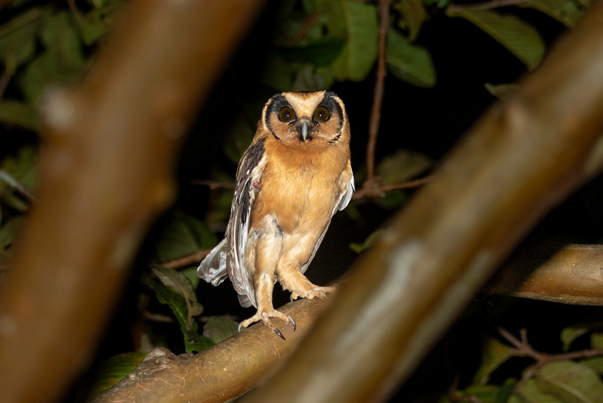 Buff-fronted Owl - ML617556707