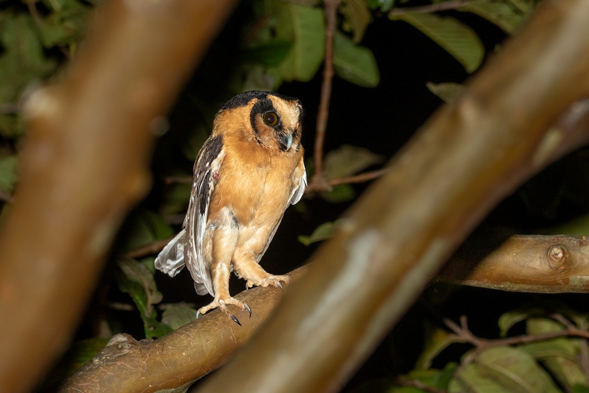 Buff-fronted Owl - ML617556708