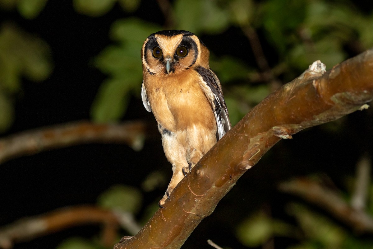 Buff-fronted Owl - ML617556710