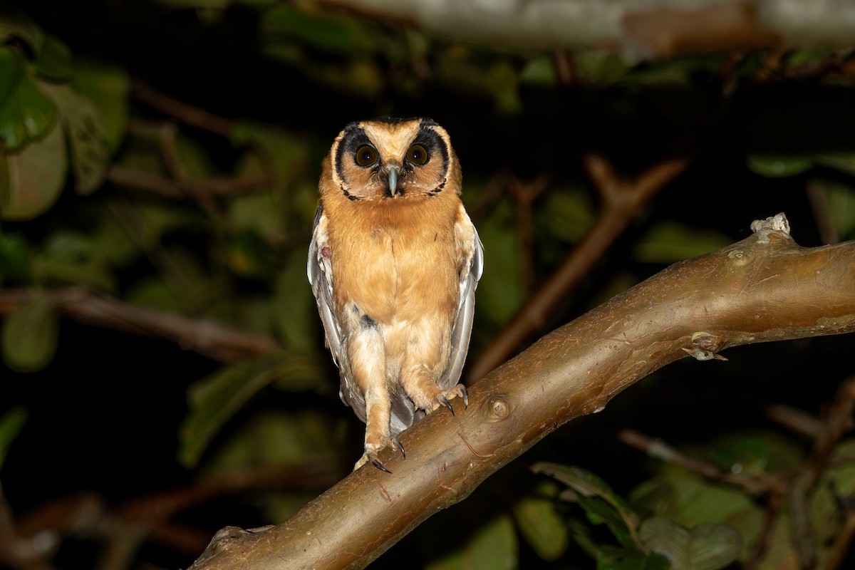 Buff-fronted Owl - ML617556711