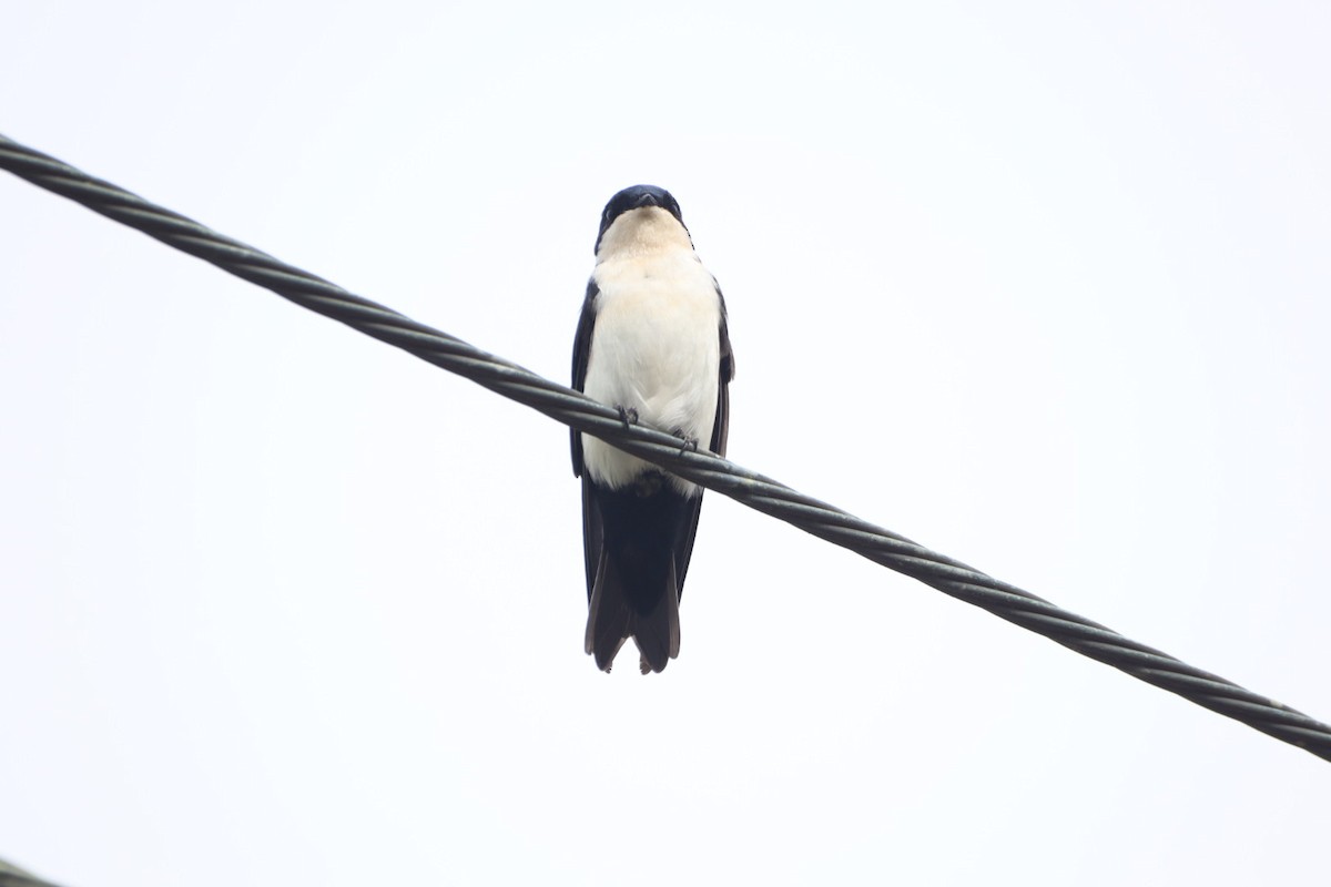 Blue-and-white Swallow - ML617556733