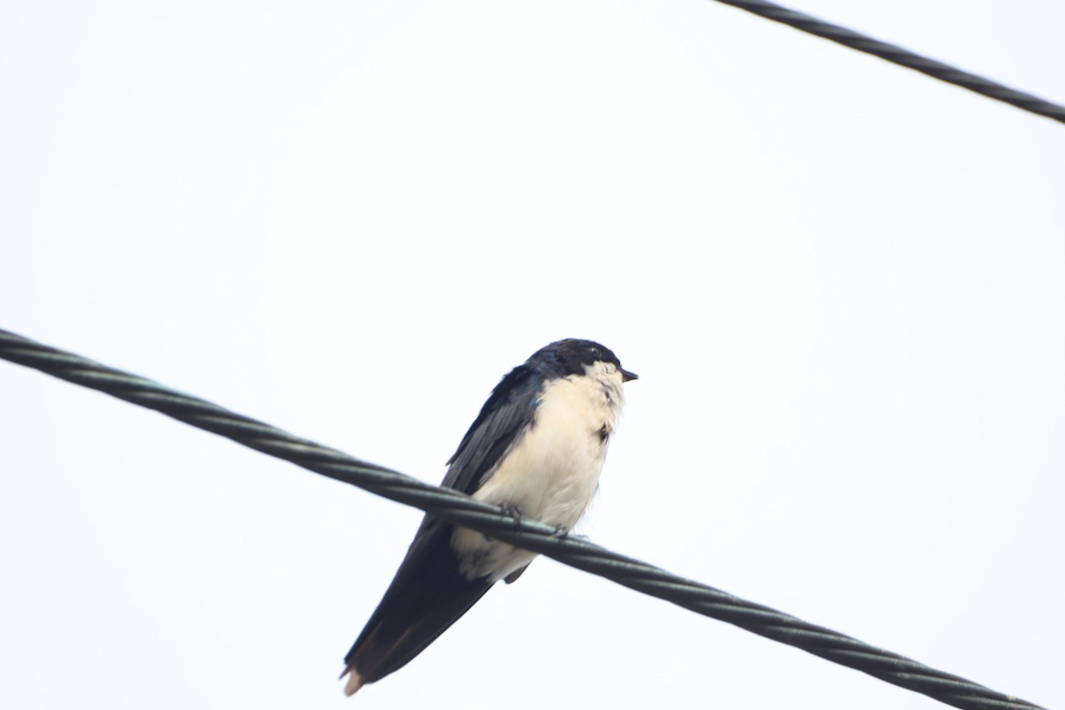 Blue-and-white Swallow - ML617556734