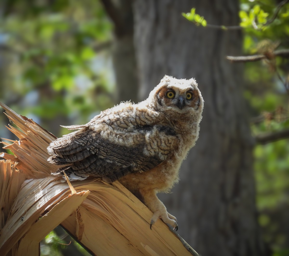 Great Horned Owl - ML617556759